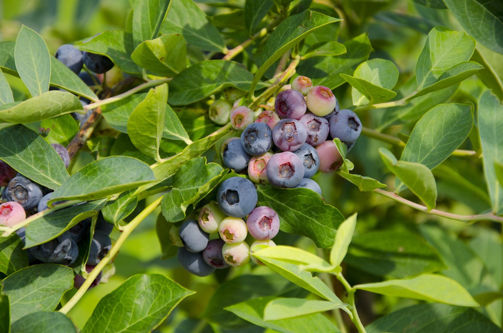 Cluster of blueberries still on their bush