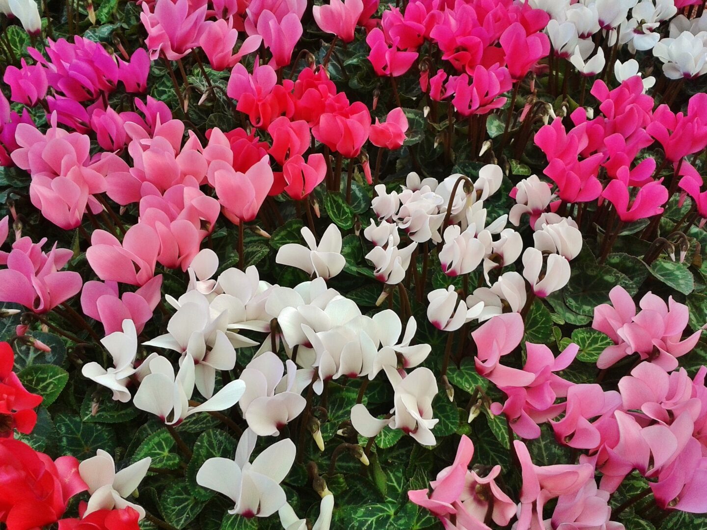 Various colors of cyclamen on display