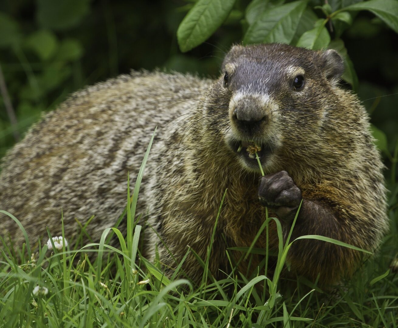 Groundhog chewing on some grass