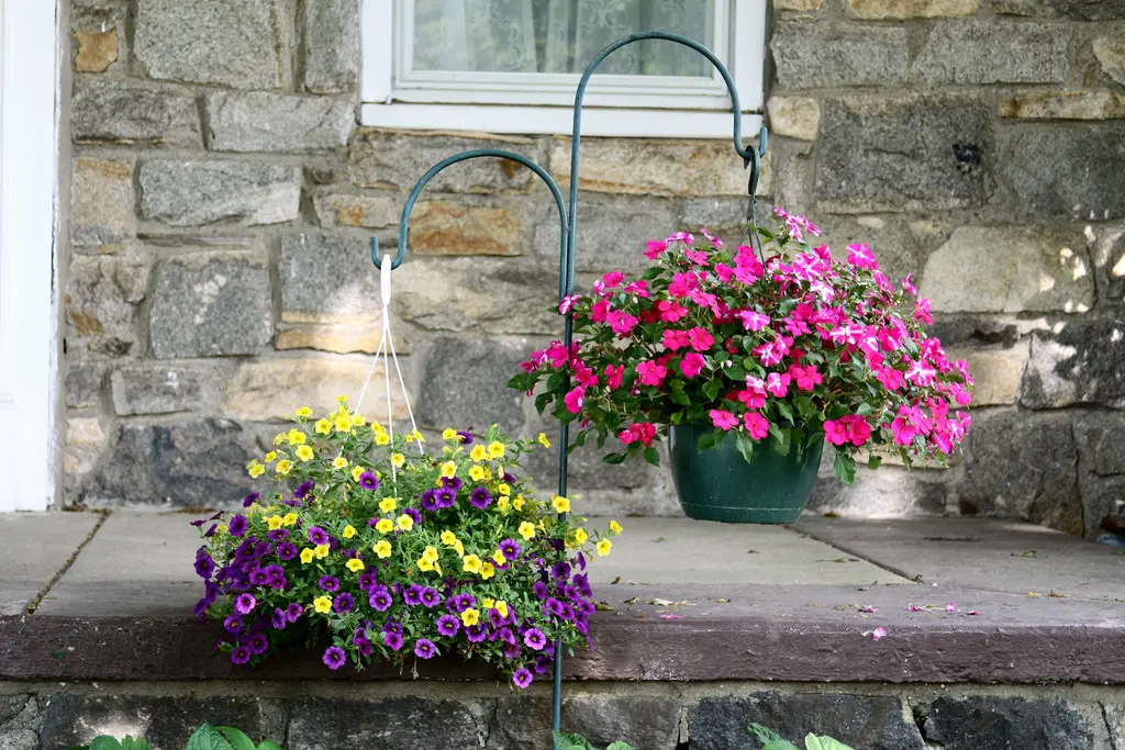 Simple Hanging Baskets Care Tips for Summer