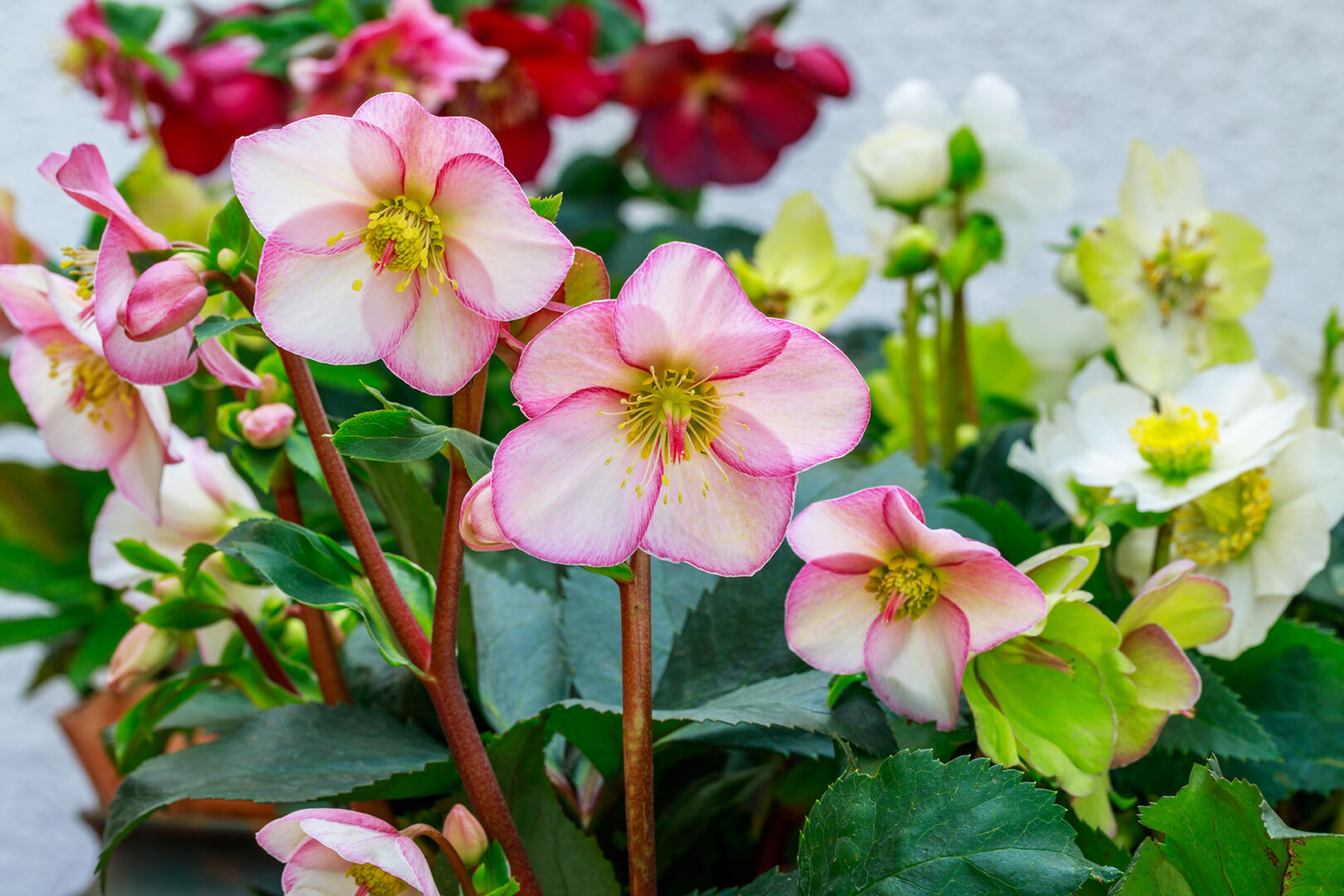 A collection of hellebore plants