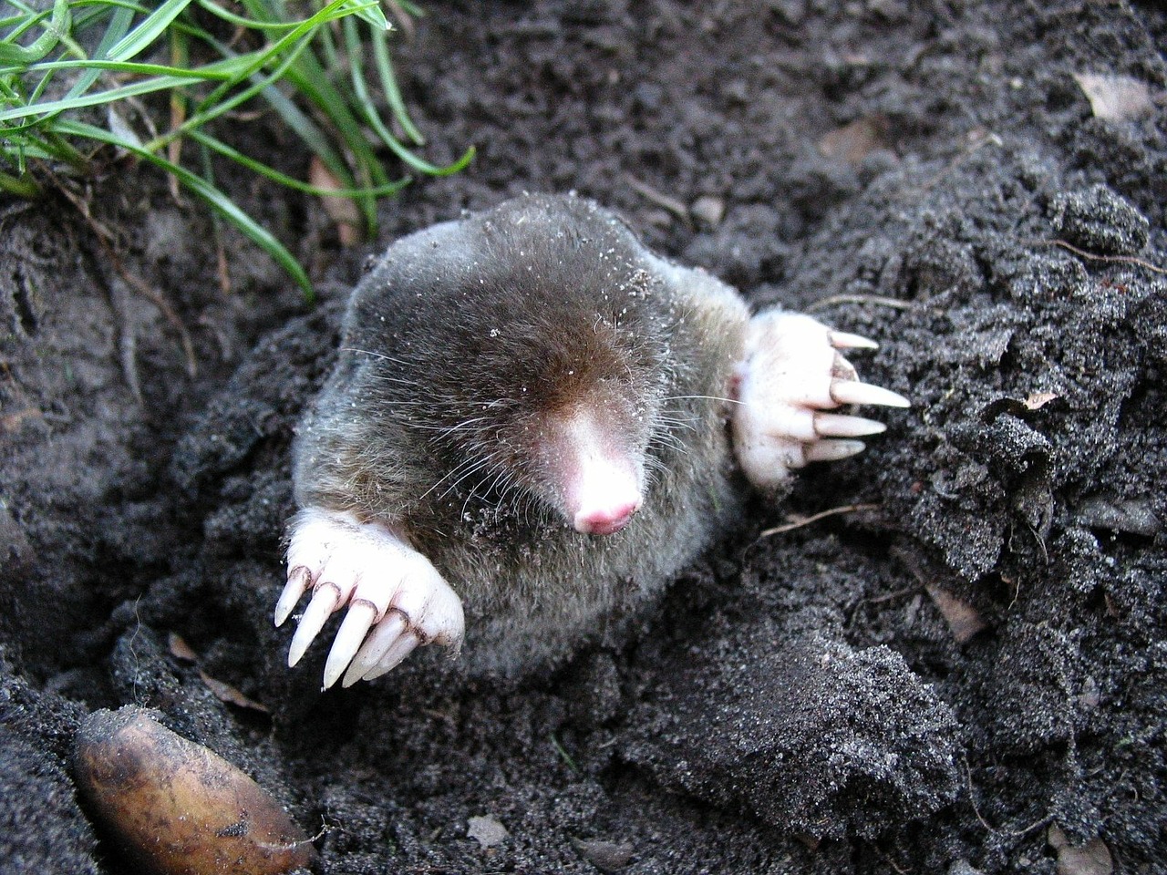 Moles burring up from the ground