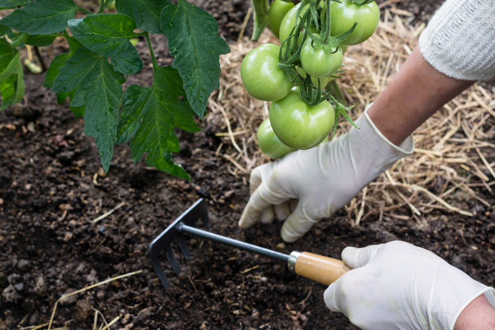 Mulching around a tomato plant
