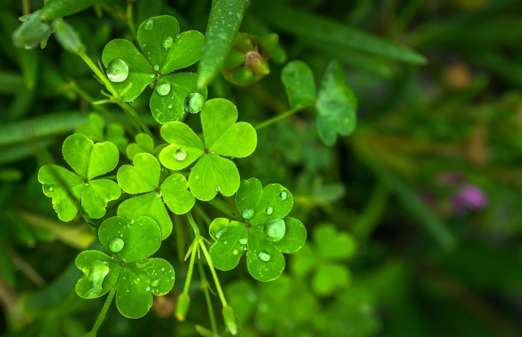 Leaves on a patch of shamrocks