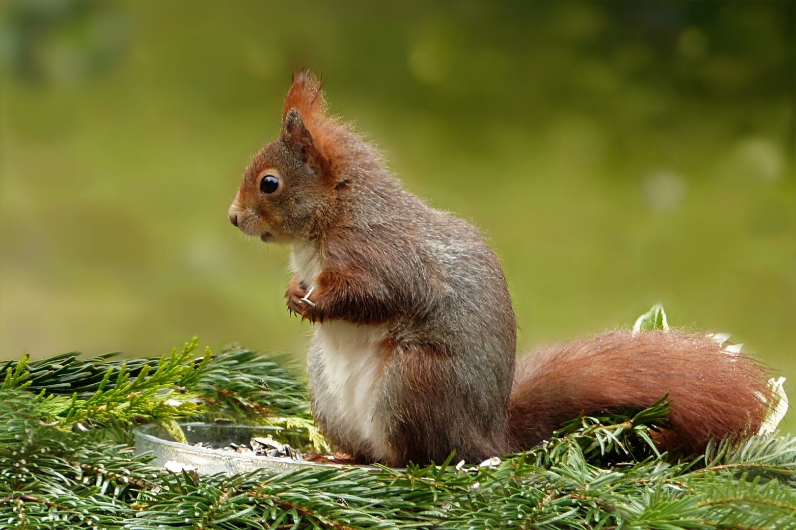 A small squirrel in the branch of a tree