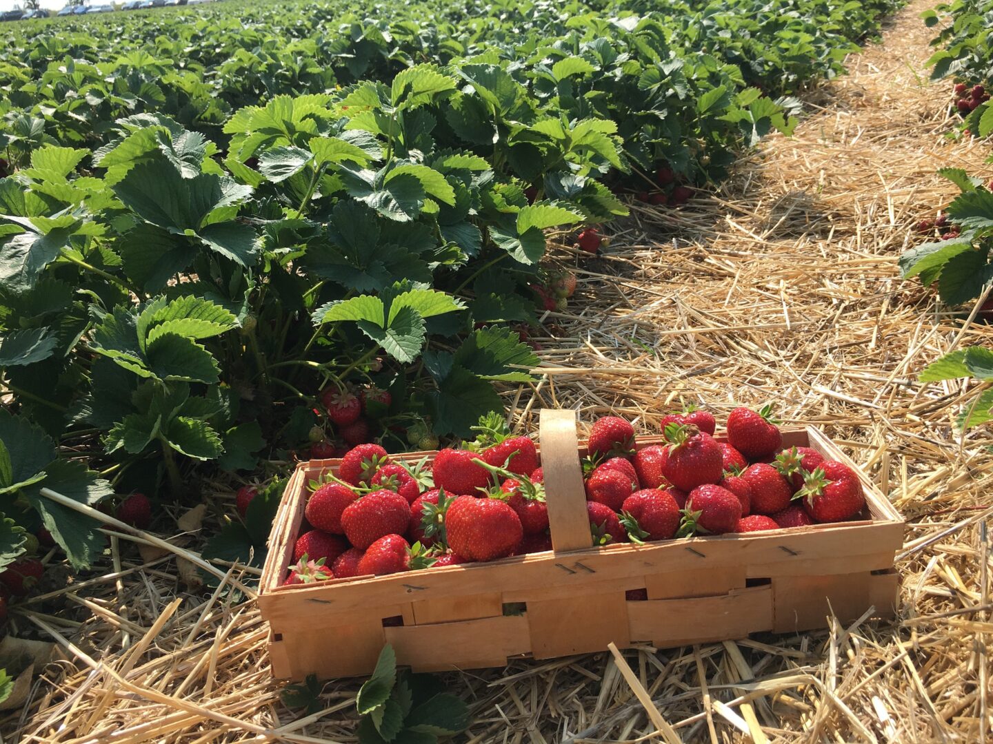 A basket of strawberries in the middle of a strawberry patch
