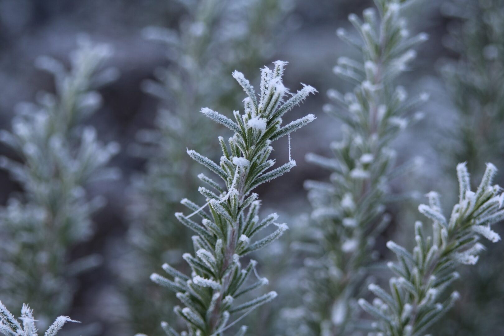 Rosemary that has been frozen by a light winter frost