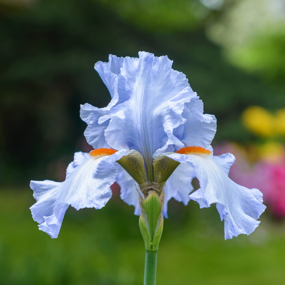 Bearded iris in bloom