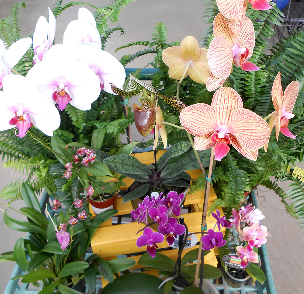 An assortment of orchids