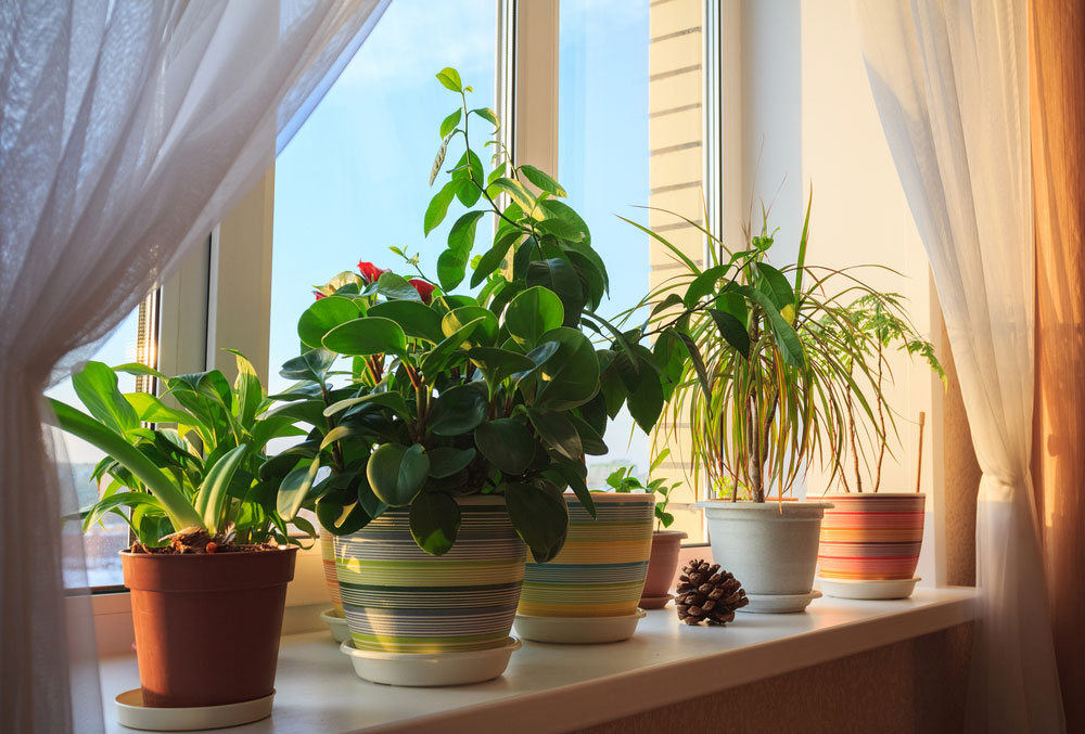Houseplants on a window