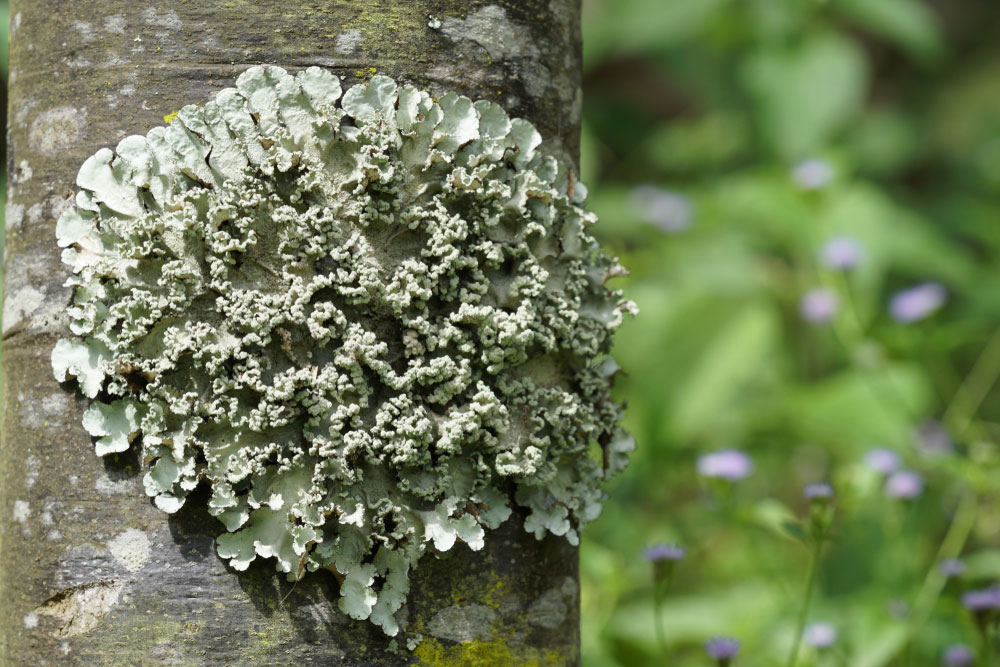 Lichen growth on the trunk of a tree