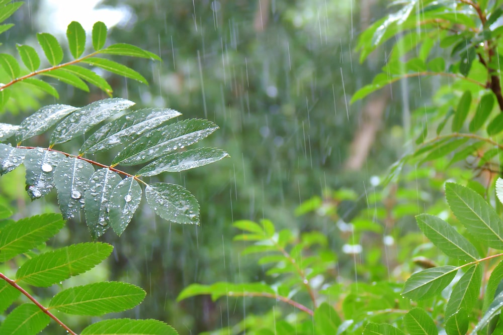 How to deal with plants during heavy rainfall