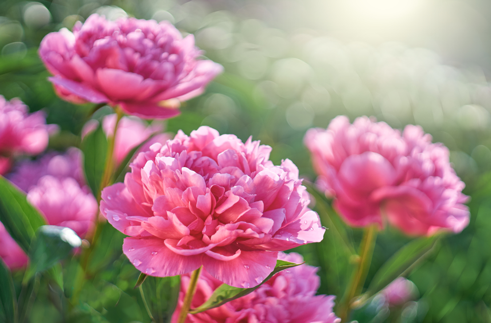 Lovely blooms of peonies
