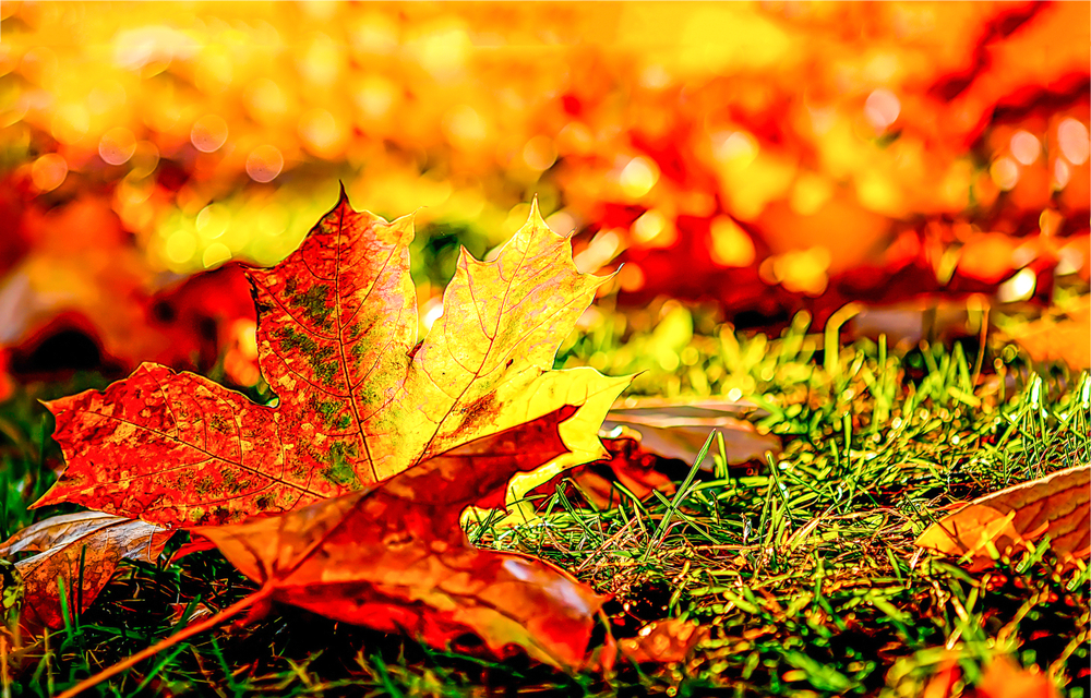 November gardening chores