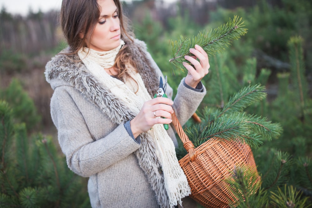 Woman pruning evergreens for holiday decorations