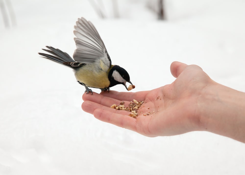 Feeding birds in the winter by hand