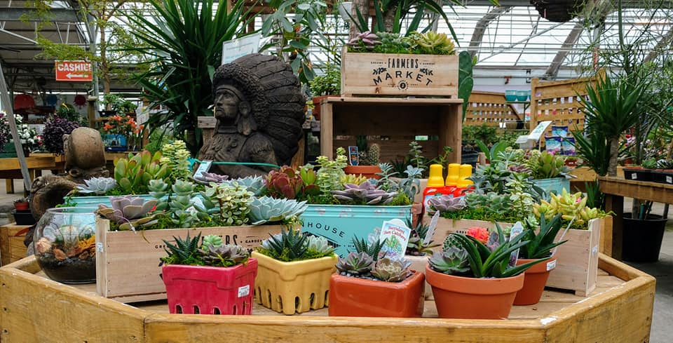 Cacti and succulent display at the Great Big Greenhouse