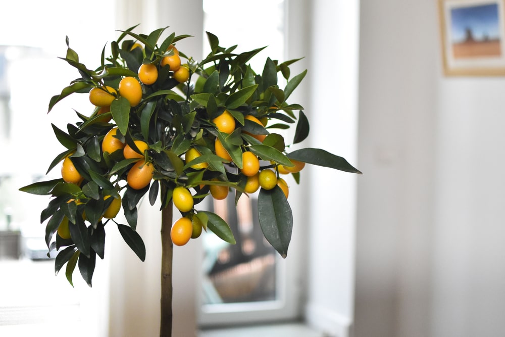 Growing citrus indoors is fun and easy