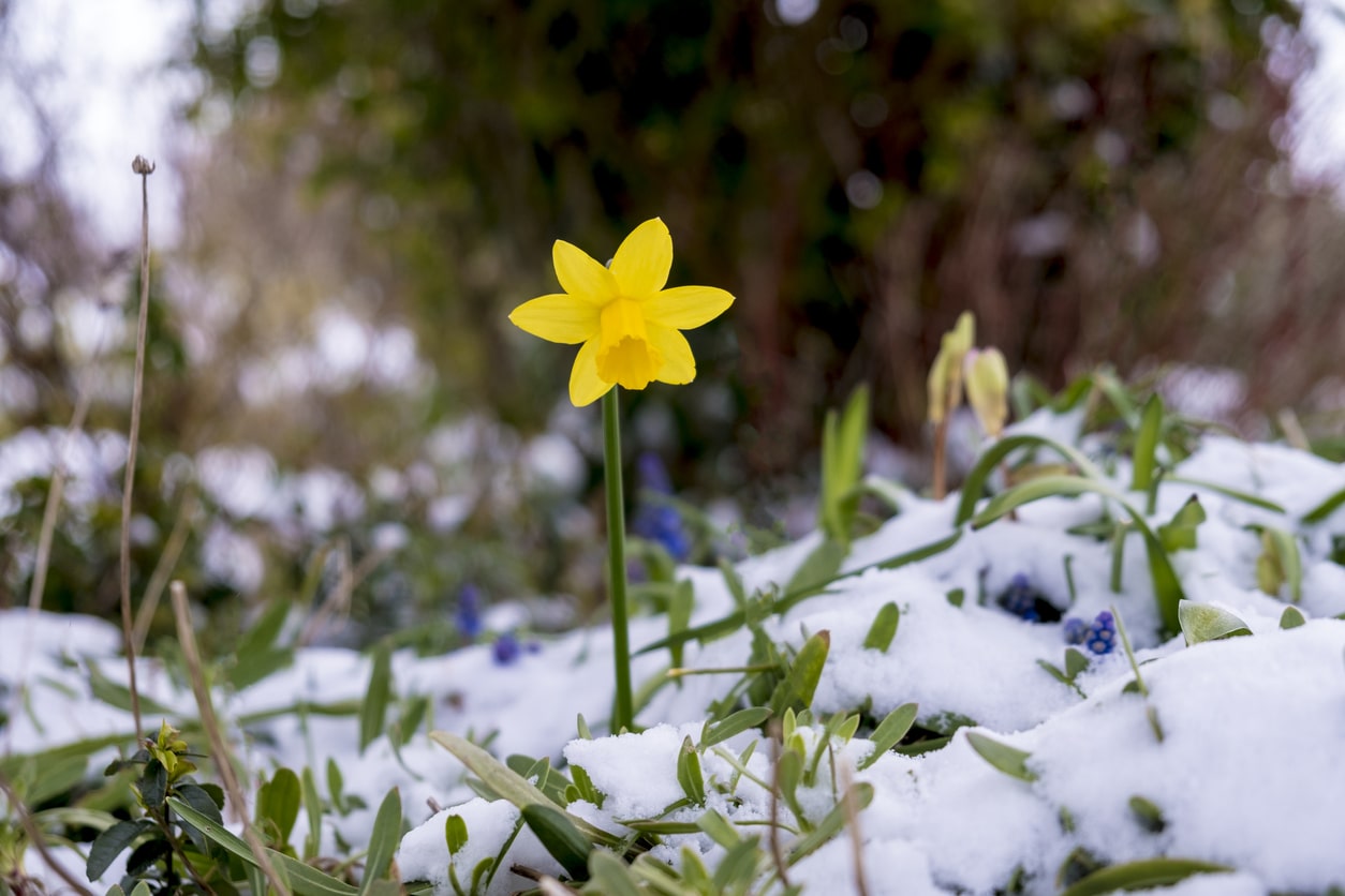 Yellow daffodil sprouting from the snow