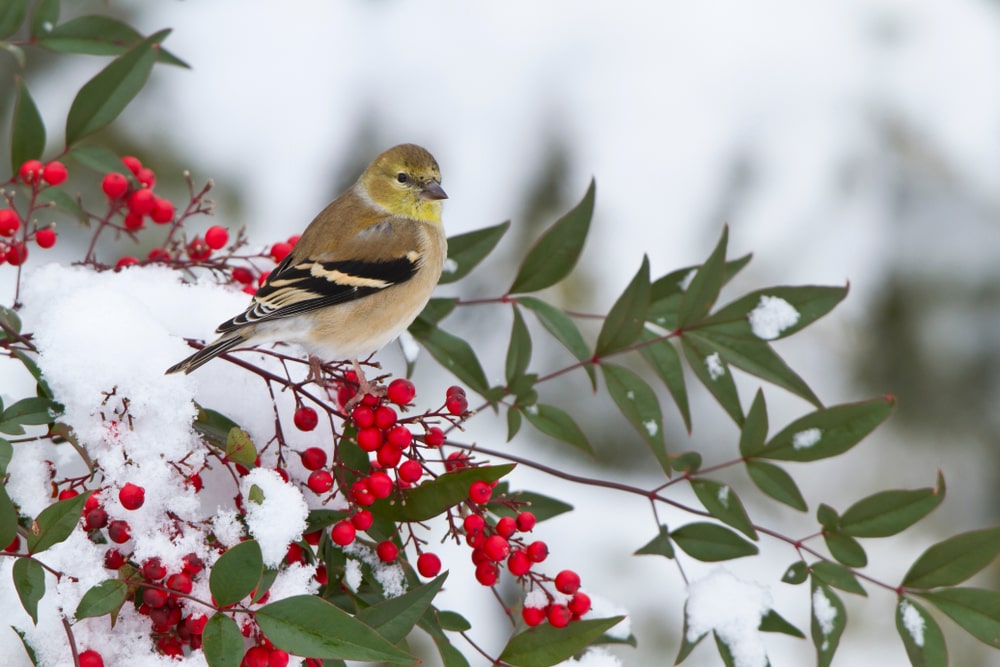 Goldfinch perched on a Nandina domestica during winter