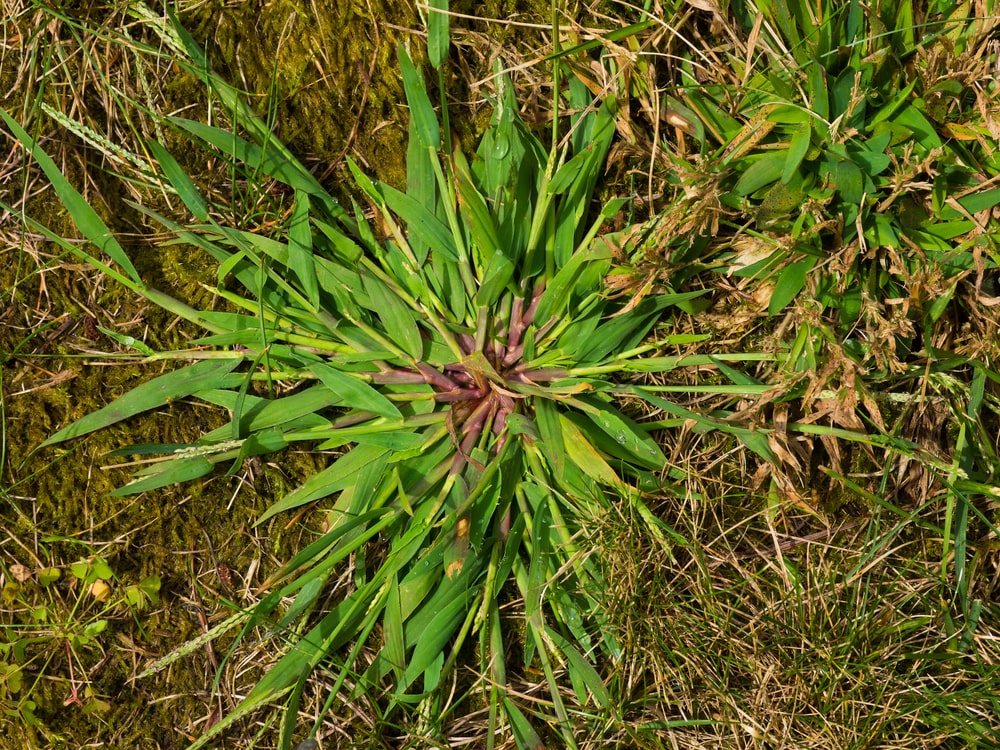 A patch of crabgrass