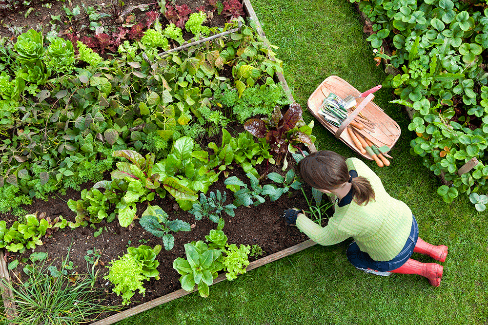 May gardening is a perfect time to plant your vegetables