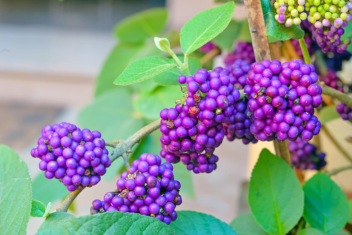 Beautyberry is a native plant of Virginia