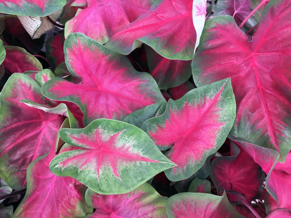 Caladiums