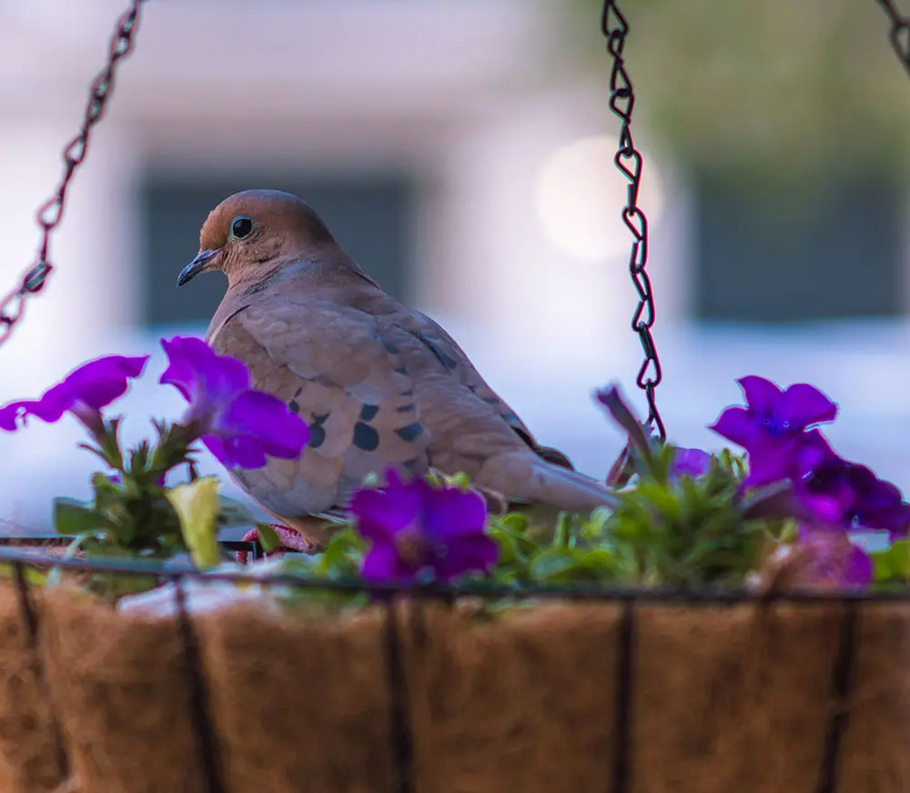 How to protect bird nests: if you love them, leave them alone