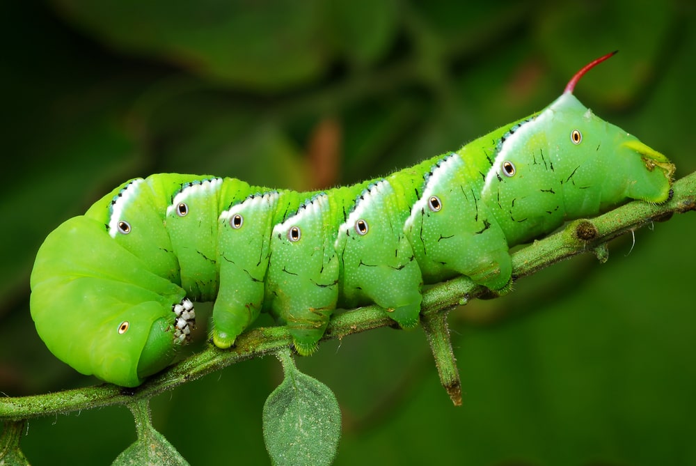 What's bugging you? Maybe its a tomato hornworm like the one pictured here