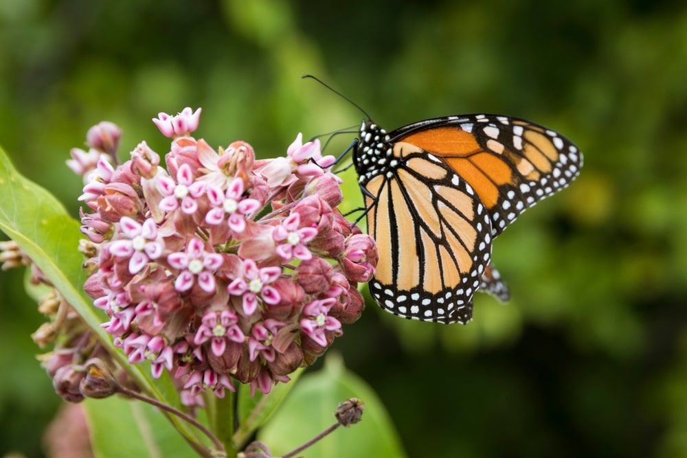 Monarch butterfly feeding on a milkweed bloom