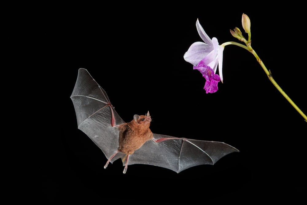 Bat about to feed off a flower