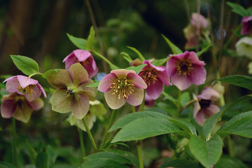 Hellebores are just one evergreen perennial