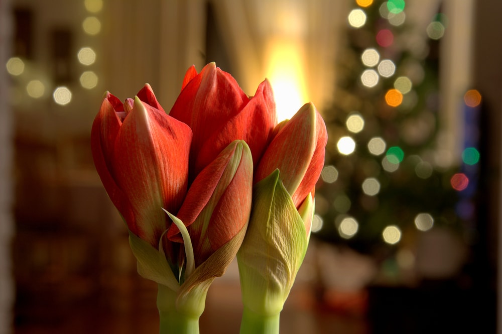 amaryllis as holiday plants