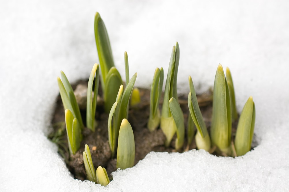 early and warm winter may start bulbs early