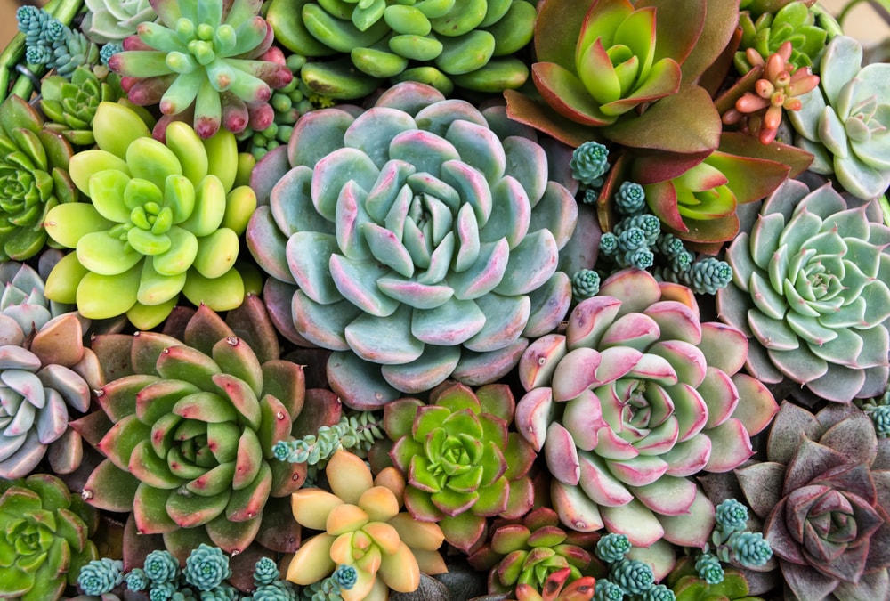 A rainbow of succulents. Come see our selection of cacti and succulents.