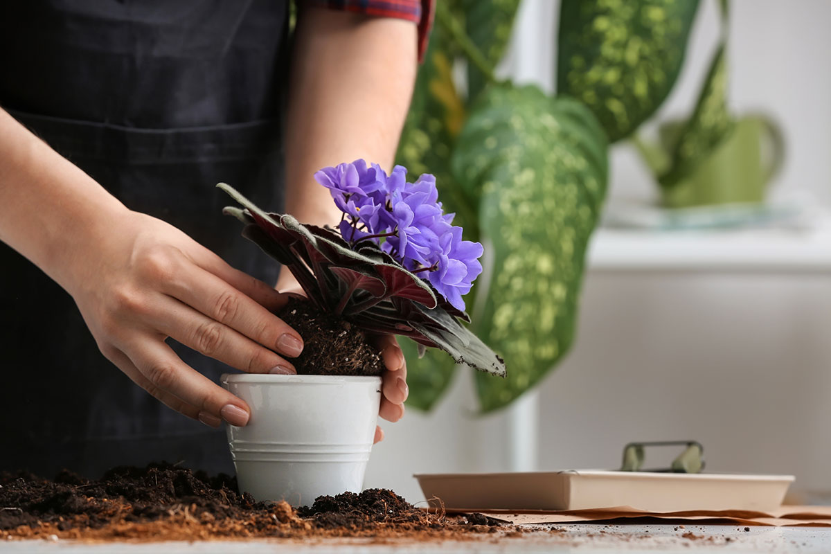 Repotting houseplants like an African Violet