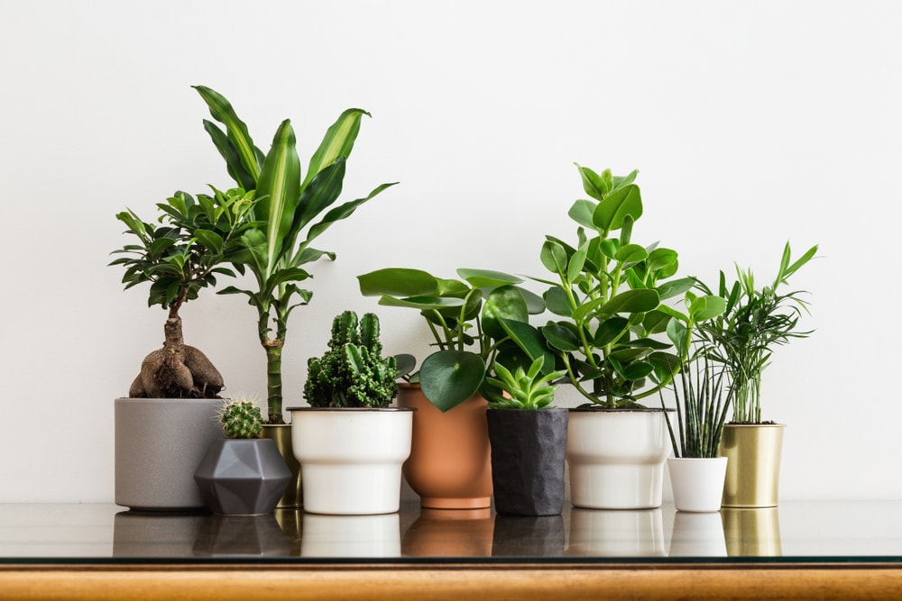 Houseplants and tidbits about them