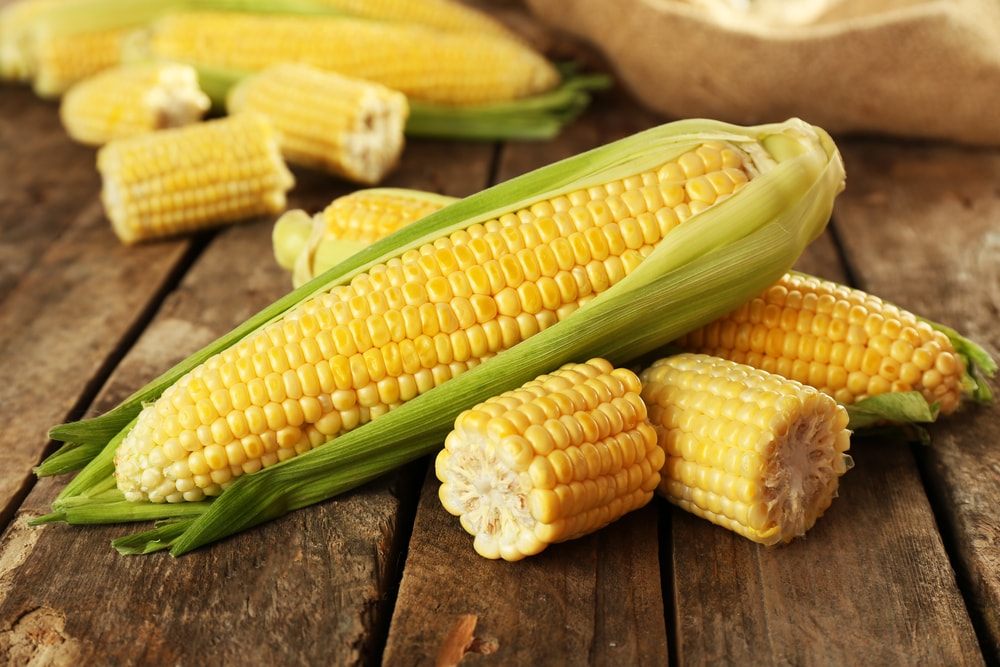 Fresh corn ready for eating