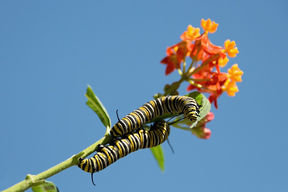 Monarch butterfly caterpillars on a Milkweed plant