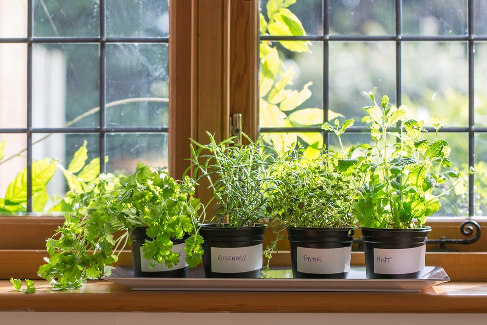 Growing herbs indoors has never been easier