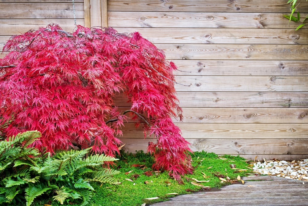 A red Japanese maple