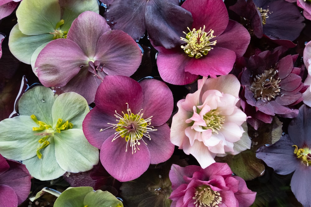 A mix of blooming hellebores