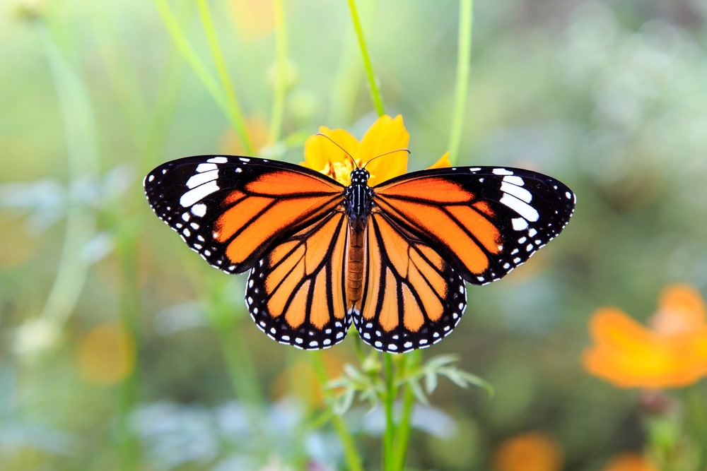 A monarch butterfly feeding