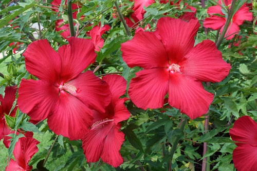 Lord Baltimore hibiscus