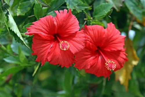 Chinese hibiscus