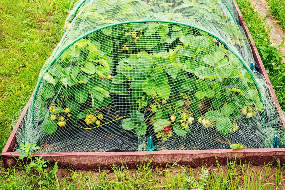 There are many ways to keep birds out of the garden