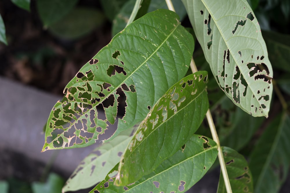 Summer warmth brings new insect damage to our plants