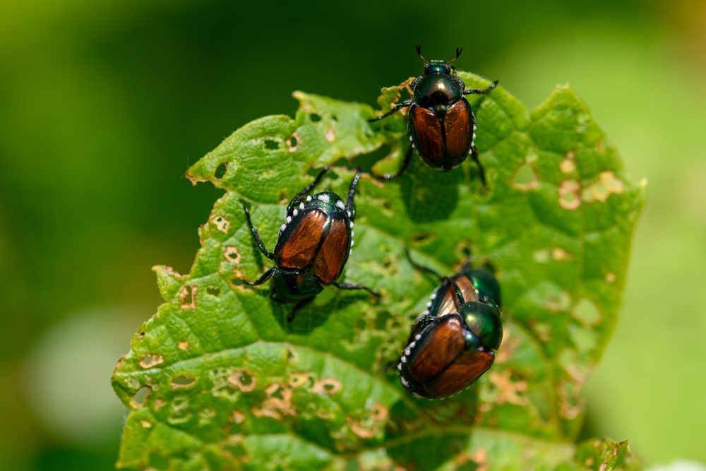 Japanese Beetles are out feeding on a leaf