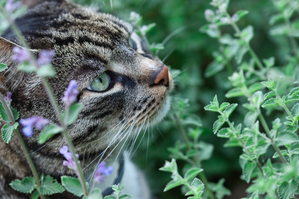 Cat mint 'Cat's Pajamas' is June's Perennial of the Month